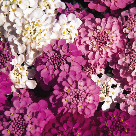 Iberis candytuft 'Spangles' compact evergreen perennial with dense clusters of white spring flowers in a garden border