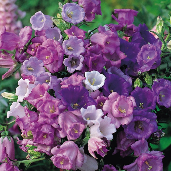 Canterbury Bells (Campanula) purple bell-shaped flowers in a cottage garden border