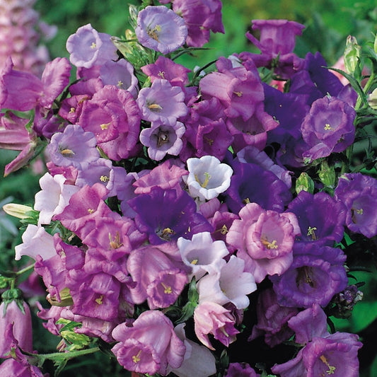 Canterbury Bells (Campanula) purple bell-shaped flowers in a cottage garden border