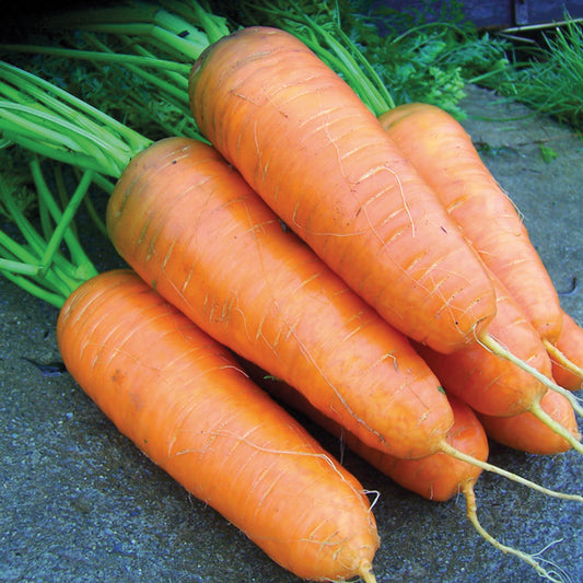Bunch of bright orange Carrot Katrin with green tops on soil, fresh carrots for home vegetable garden