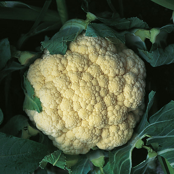 Cauliflower Snow March F1 compact white curd head nestled in green wrapper leaves, ready for harvest