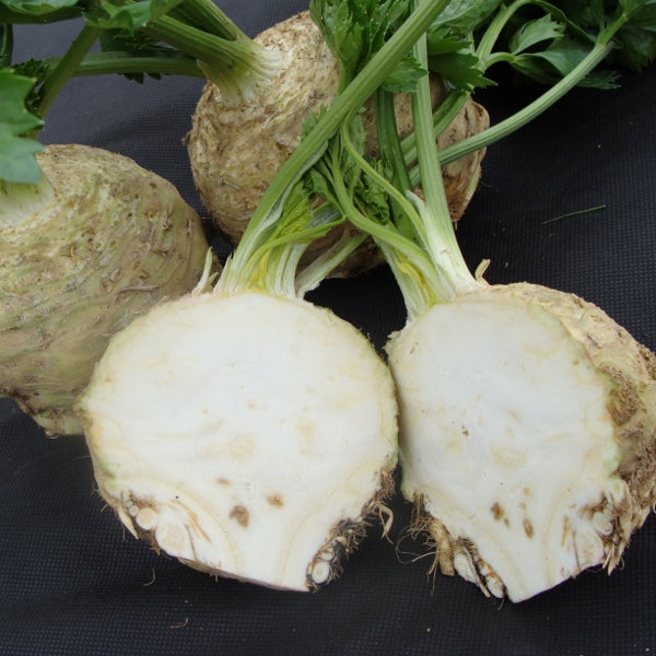 Celeriac Asterix knobbly pale-brown root vegetable with fresh green celery-like leaves