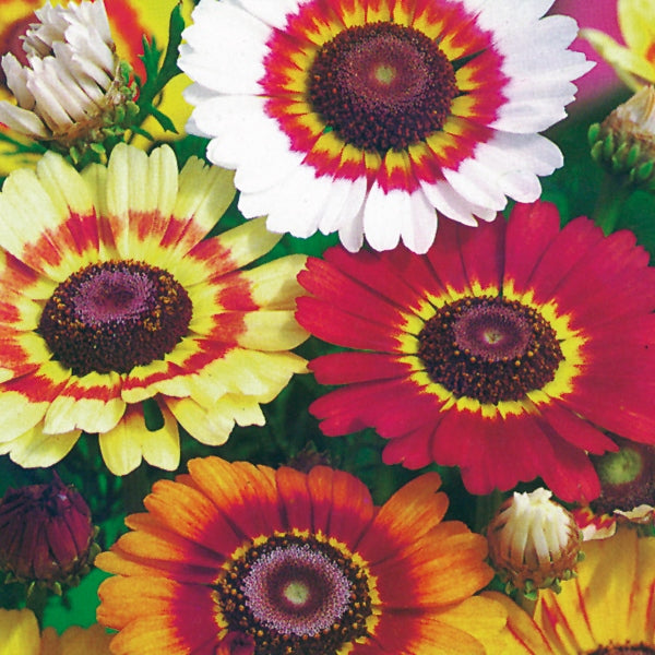 Chrysanthemum Rainbow pot mum with mixed pink, yellow and orange pompom blooms on green foliage