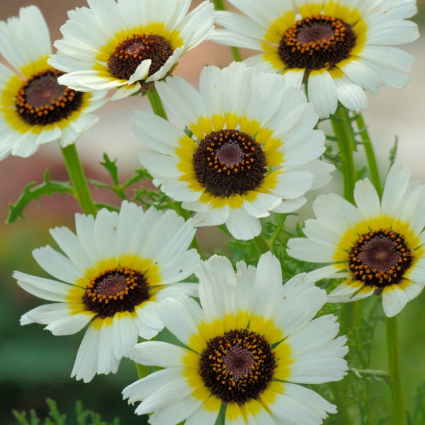 Potted chrysanthemum plant with dense daisy-like blooms ideal for patio or autumn display