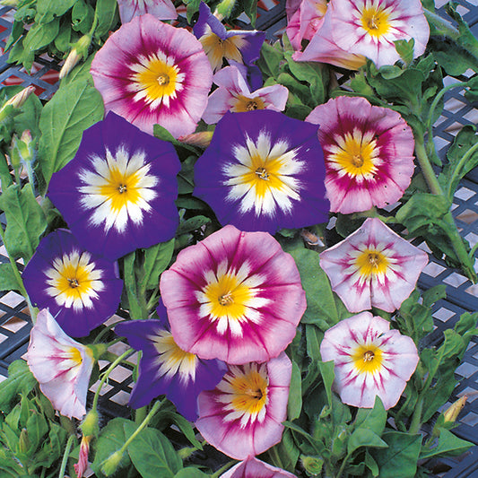 Convolvulus with pale pink funnel-shaped flowers and green trailing foliage