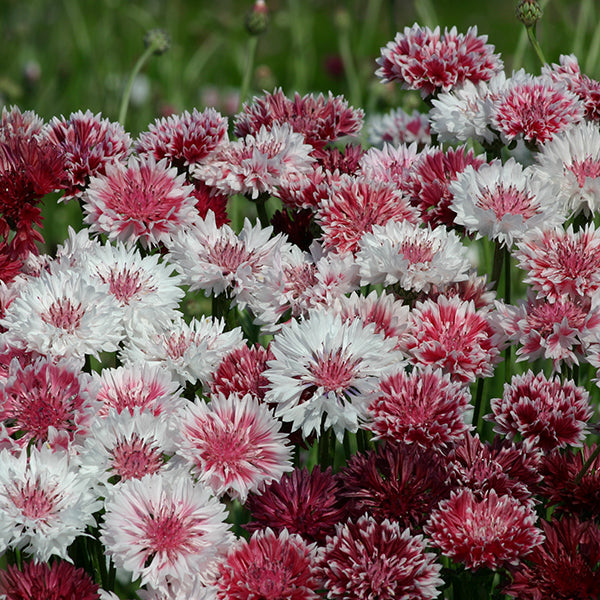 Bright blue cornflower (Centaurea cyanus) cluster with fringed petals and green foliage