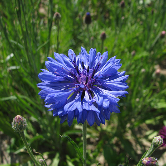 Bright blue cornflower (Centaurea cyanus) flowers with green feathery foliage in garden