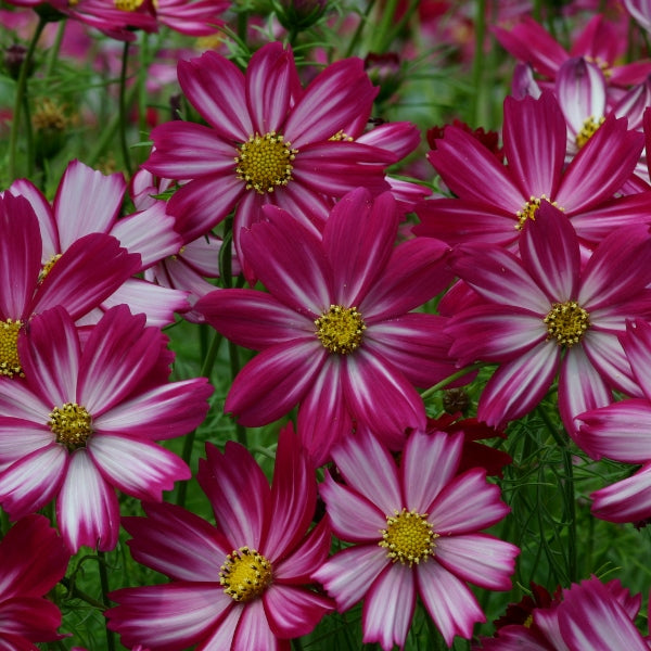 Pink and white Cosmos flowers (Cosmos bipinnatus) with feathery foliage in a sunny cottage garden