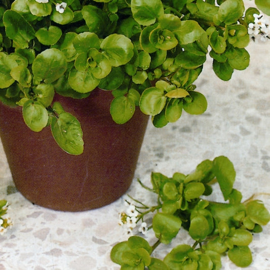 Bright green garden cress seedlings growing densely in a small tray, microgreens for salads and herbs