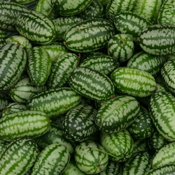Cucamelon (Mexican sour gherkin) trailing vine with tiny watermelon-striped fruits and green heart-shaped leaves