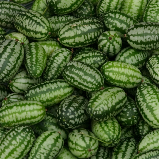 Cucamelon (Mexican sour gherkin) trailing vine with tiny watermelon-striped fruits and green heart-shaped leaves