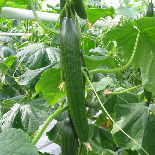 Femspot cucumber plants with slender green fruits, yellow flowers and trellis support, greenhouse-grown