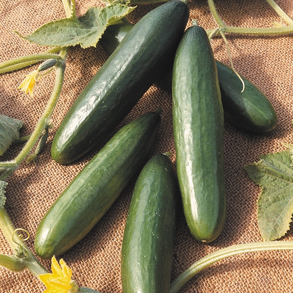 La Diva cucumber plant with smooth elongated green fruits on trellis, greenhouse salad variety