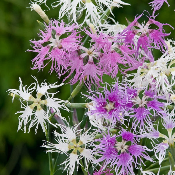 Clump of magenta Dianthus (pinks) with frilled petals and grey-green foliage in a garden setting