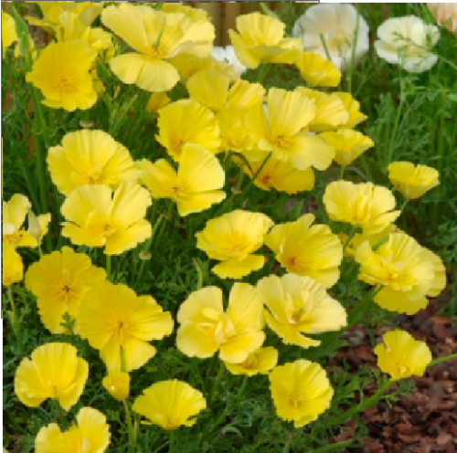 Eschscholzia californica bright orange California poppy flowers with feathery grey-green foliage