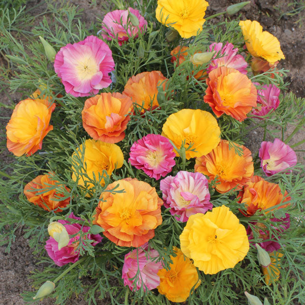 Eschscholzia californica (California poppy) bright orange cup-shaped flowers with feathery blue-green foliage