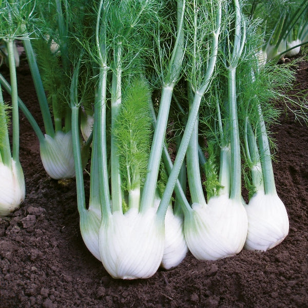 Fennel Rondo herb with fine feathery green foliage and yellow umbel flowers, compact culinary fennel variety