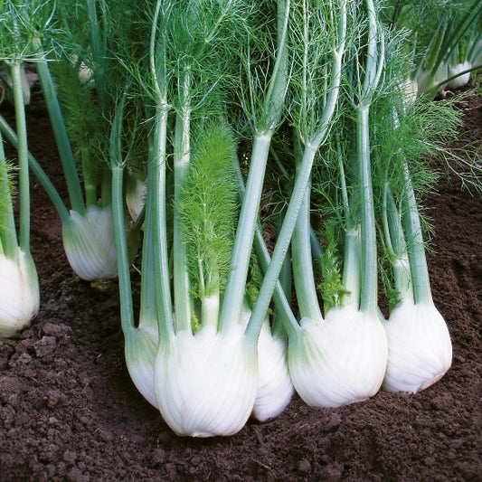 Fennel Rondo herb with fine feathery green foliage and yellow umbel flowers, compact culinary fennel variety