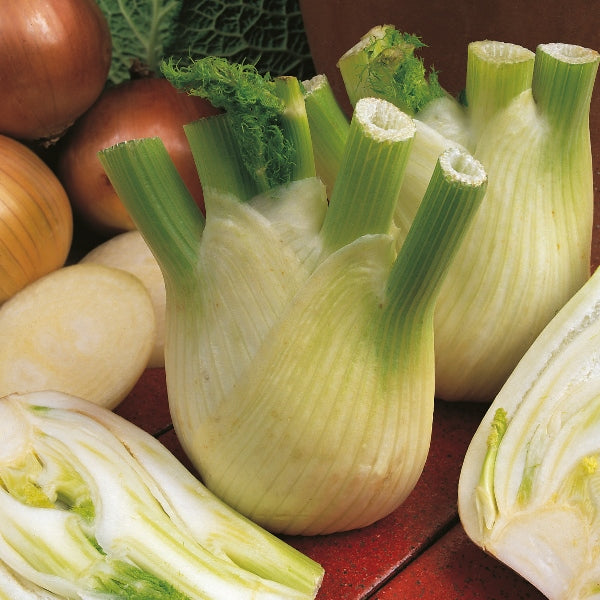 Florence fennel (sweet fennel) with pale green bulb and feathery fronds ready for harvesting