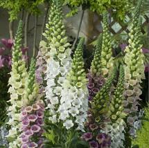 Tall foxglove (Digitalis) spike with purple and white bell-shaped flowers and green foliage