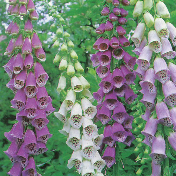 Potted purple foxglove Digitalis with tall tubular flower spikes and green leaves at Pengelly Garden Centre