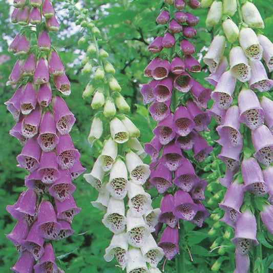 Potted purple foxglove Digitalis with tall tubular flower spikes and green leaves at Pengelly Garden Centre