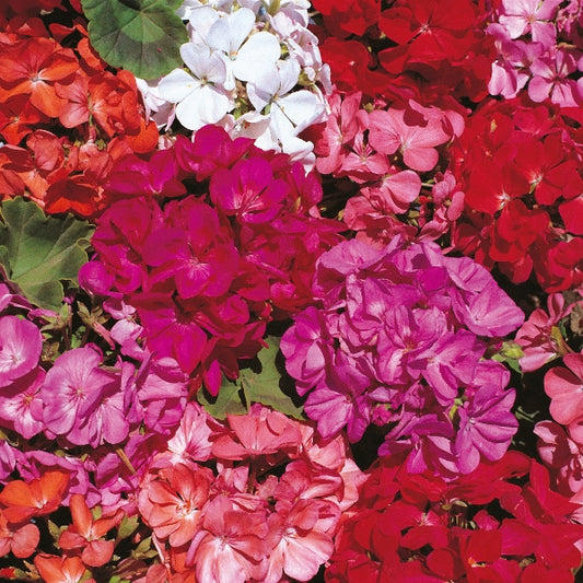 Bright pink geranium (Pelargonium) in nursery pot with green foliage, ideal for patio containers