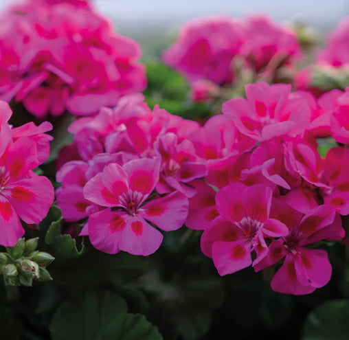 Potted pelargonium (geranium) with clustered bright pink blooms and glossy green foliage, ready for patio planting