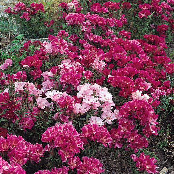 Bright pink Godetia (Clarkia) bedding plants with cup-shaped petals and green foliage, ideal for cottage borders