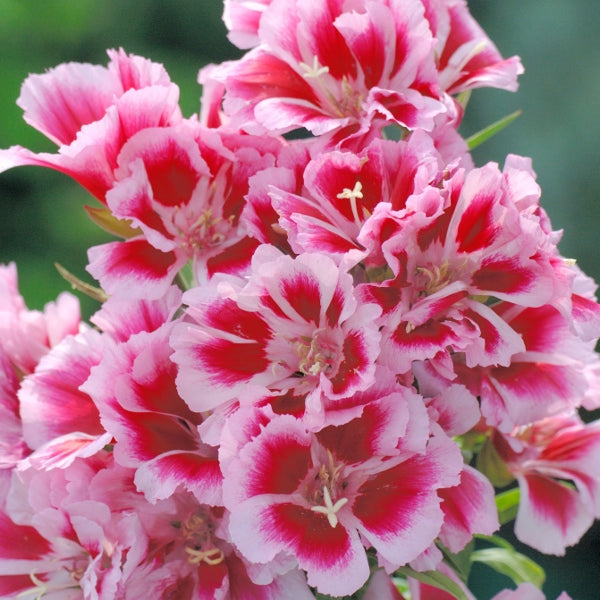 Bright red Godetia (Clarkia) cluster of cup-shaped summer flowers with green foliage, bedding annual