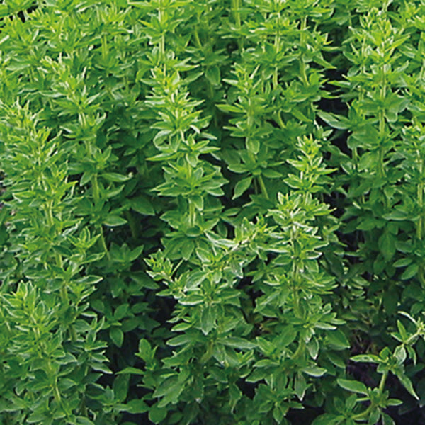 Greek oregano herb plant in a small pot with dense aromatic green leaves, culinary perennial ideal for herb garden