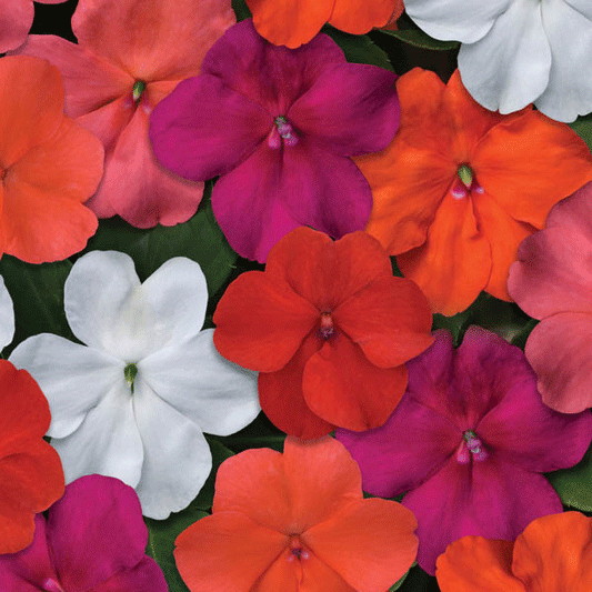 Mixed-colour impatiens (Busy Lizzie) bedding plants in propagation tray with glossy green foliage
