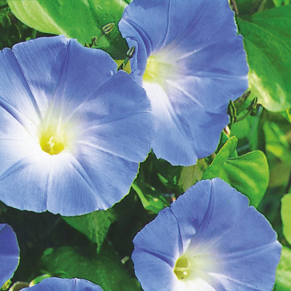 Ipomoea HB morning glory with vivid blue trumpet flowers and heart-shaped green leaves on trailing vine