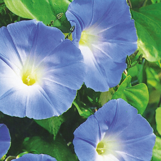 Ipomoea HB morning glory with vivid blue trumpet flowers and heart-shaped green leaves on trailing vine