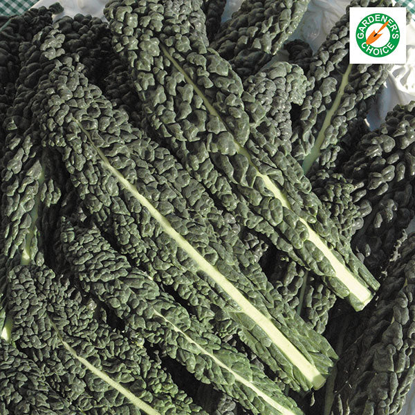 Mature Nero di Toscana (cavolo nero, Tuscan kale) plant with dark crinkled lacinato leaves