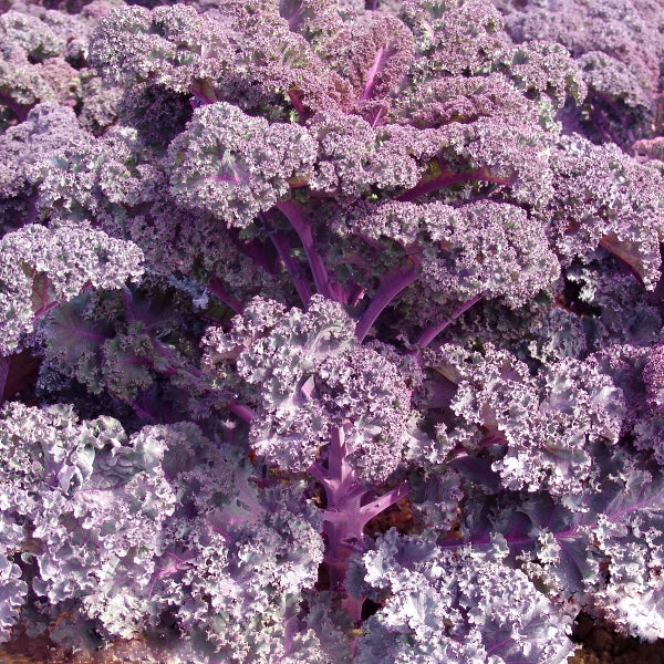 Scarlet ornamental kale with ruffled purple-red centres and green outer leaves in a garden bed
