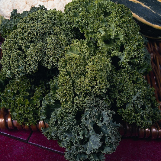 Kaledwarf dwarf kale plant with compact rosette of curly dark green leaves ready for harvest