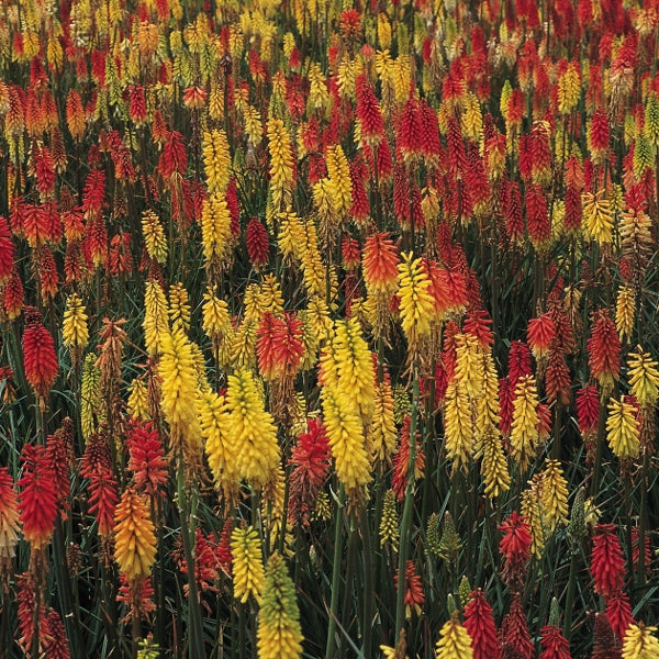 Kniphofia red hot poker with vibrant orange and yellow flower spikes above clumping green foliage in sunny garden border