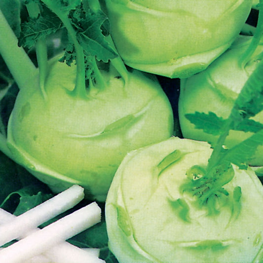 Green kohlrabi plants with rounded swollen stems and large leaves in a vegetable bed ready for harvest