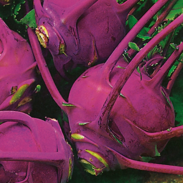 Purple kohlrabi bulbs with fresh green leaves growing in soil, ready to harvest