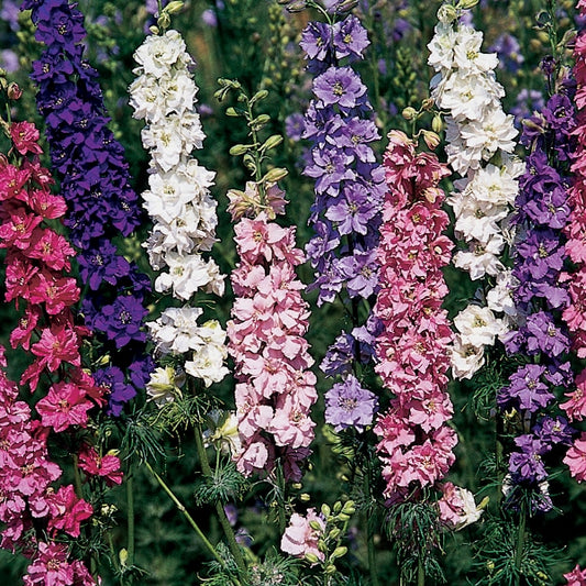 Tall spiky larkspur with blue-purple blossoms and feathery green foliage