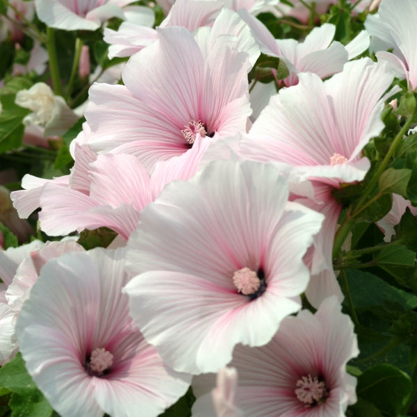Lavatera tree mallow shrub with pale pink funnel-shaped flowers and lobed green leaves