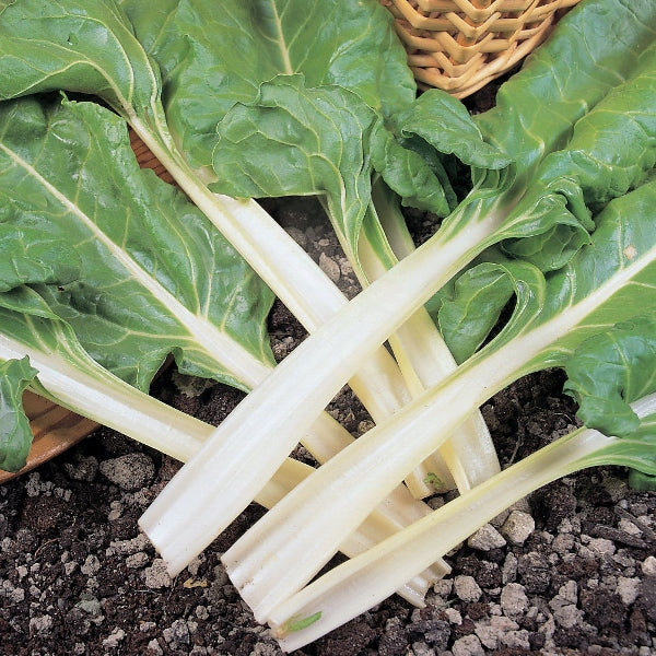 Swiss chard (leaf beet) mature glossy green leaves with prominent ribs in a vegetable patch