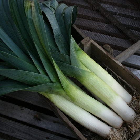 Leek Below Zero variety showing long white stems and dark green leaves, hardy winter leek for late-season harvest
