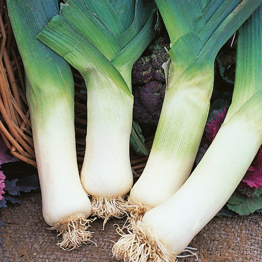 Giant Winter leek (Allium porrum) group with thick white stems and long dark green leaves in vegetable bed