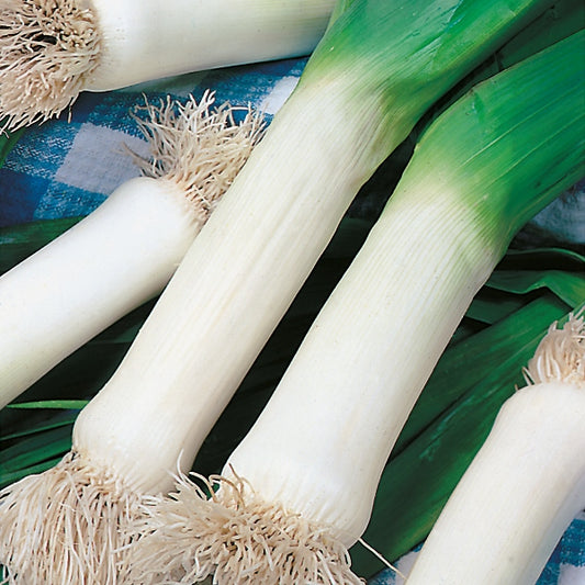 Mammoth leek seedling plugs grown in a black nursery pot ready for planting