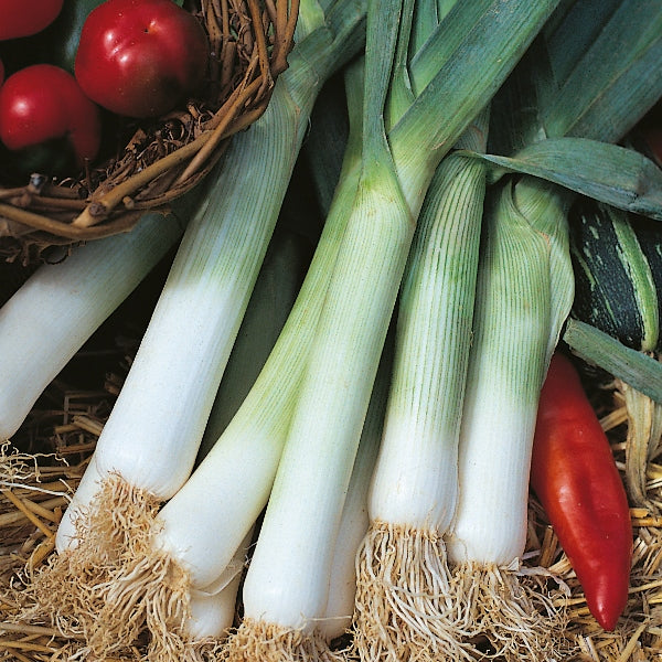 Blue Solaise leek plants with blue-green leaves and upright stems