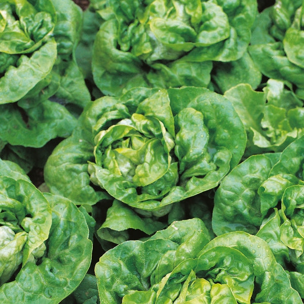 Arctic King lettuce seedlings in plug tray with crisp pale-green leaves ready for planting