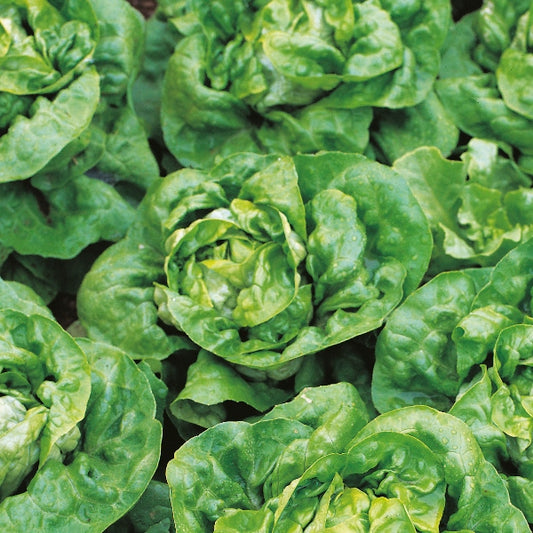 Arctic King lettuce seedlings in plug tray with crisp pale-green leaves ready for planting