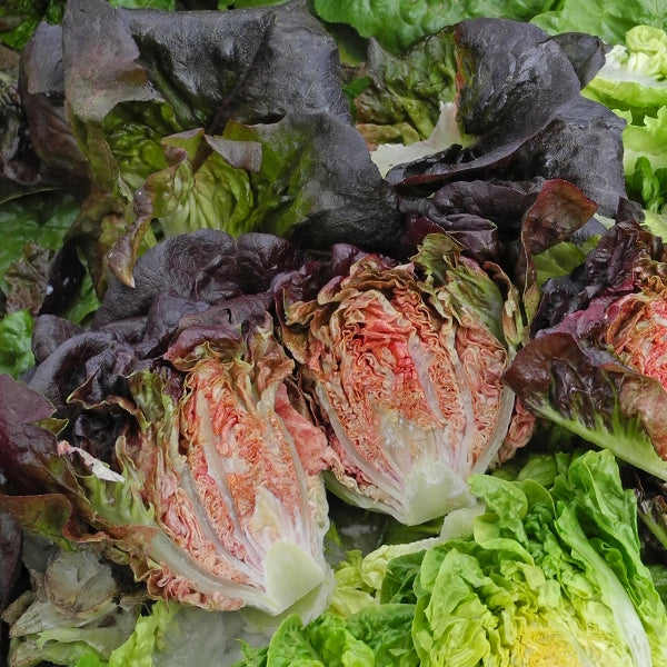 Intred red lettuce seedlings in plug tray with fresh burgundy salad leaves